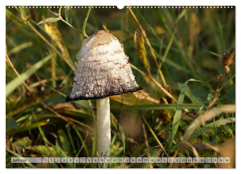 Waldpilz-Impressionen (CALVENDO Premium Wandkalender 2026)
