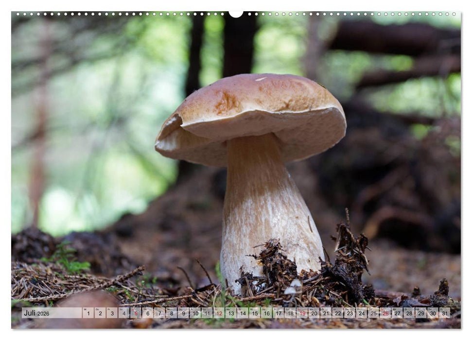 Waldpilz-Impressionen (CALVENDO Premium Wandkalender 2026)