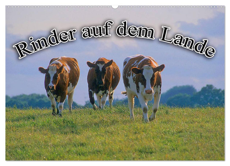 Rinder auf dem Lande (CALVENDO Wandkalender 2026)