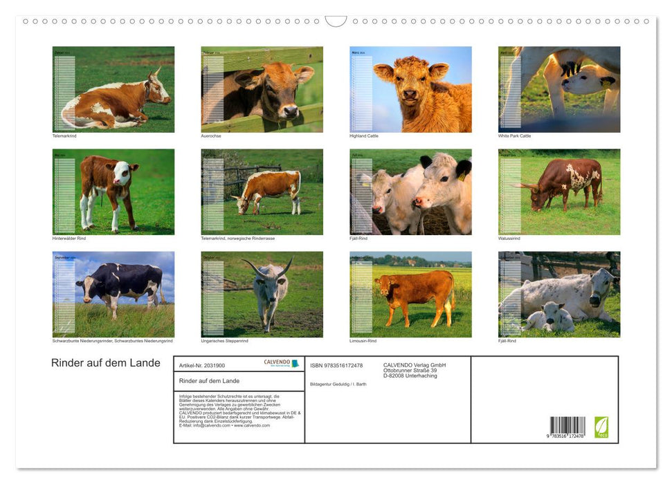 Rinder auf dem Lande (CALVENDO Wandkalender 2026)