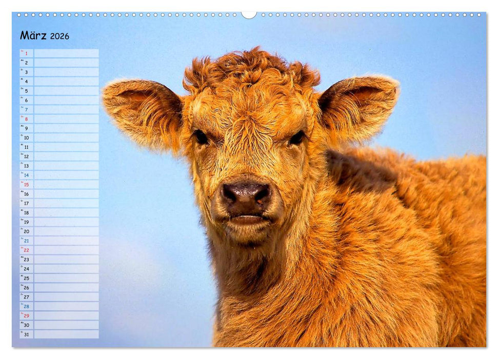 Rinder auf dem Lande (CALVENDO Wandkalender 2026)