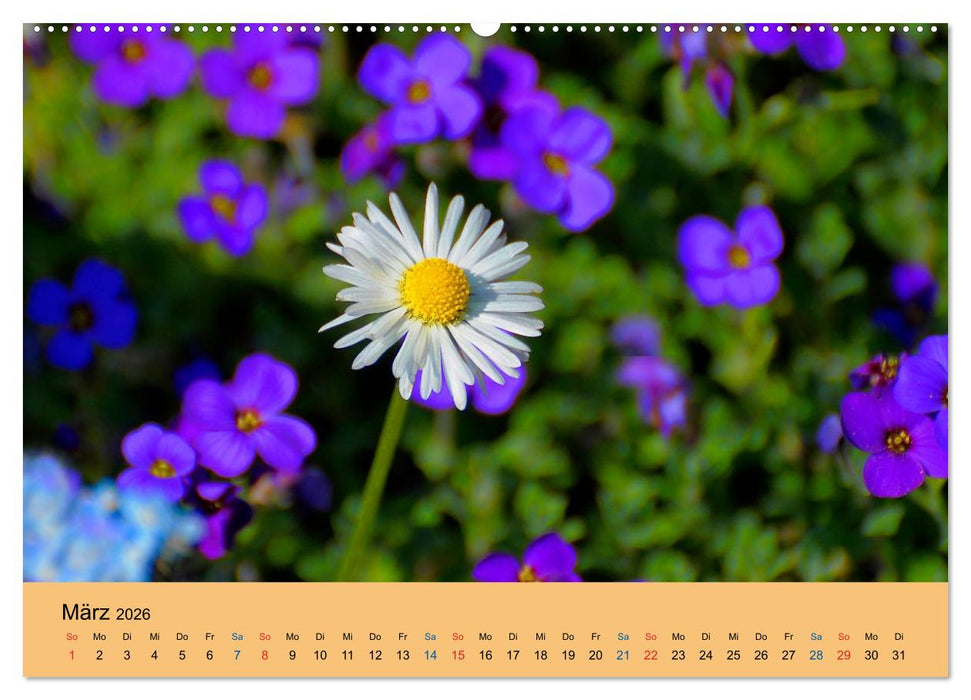 Wildblumen 2026 (CALVENDO Wandkalender 2026)