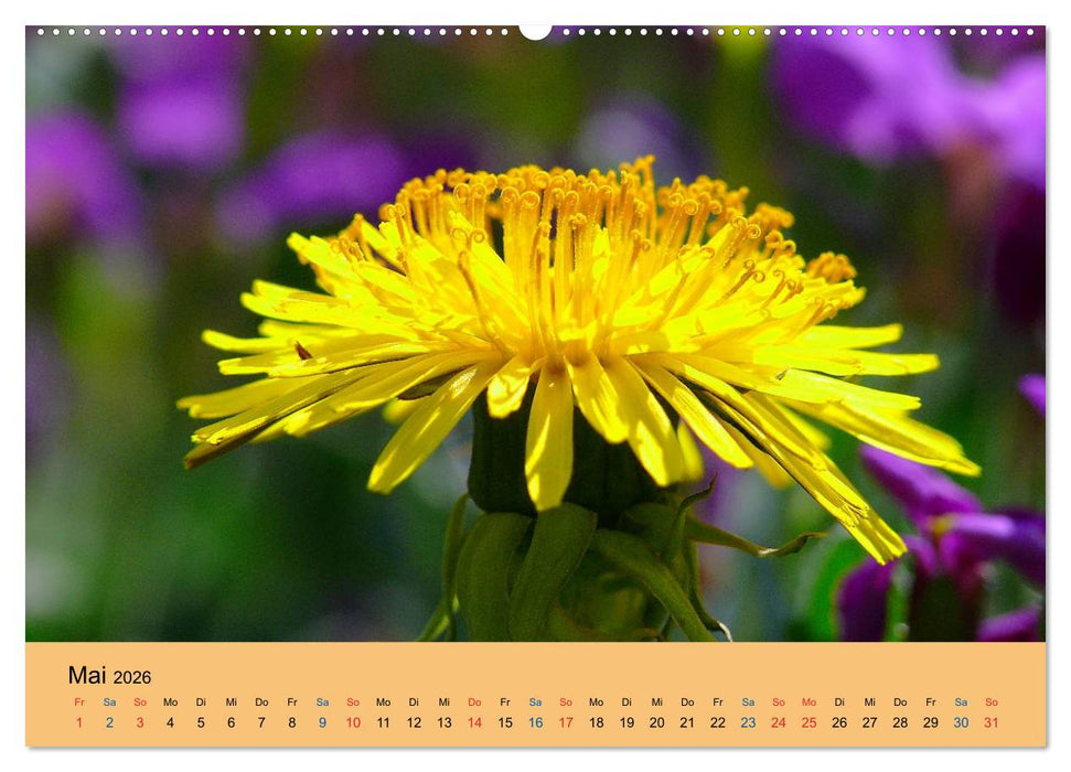 Wildblumen 2026 (CALVENDO Wandkalender 2026)
