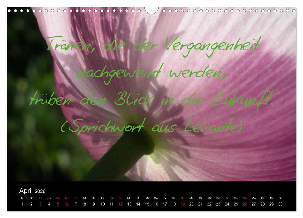 Positiv durch´s Jahr (CALVENDO Wandkalender 2026)