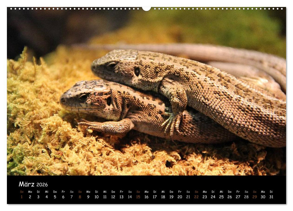 Reptilien 2026 (CALVENDO Wandkalender 2026)
