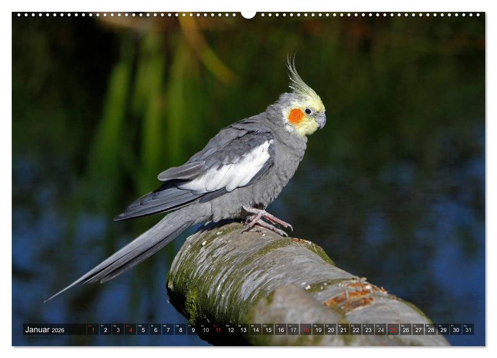 Nymphensittiche (CALVENDO Wandkalender 2026)