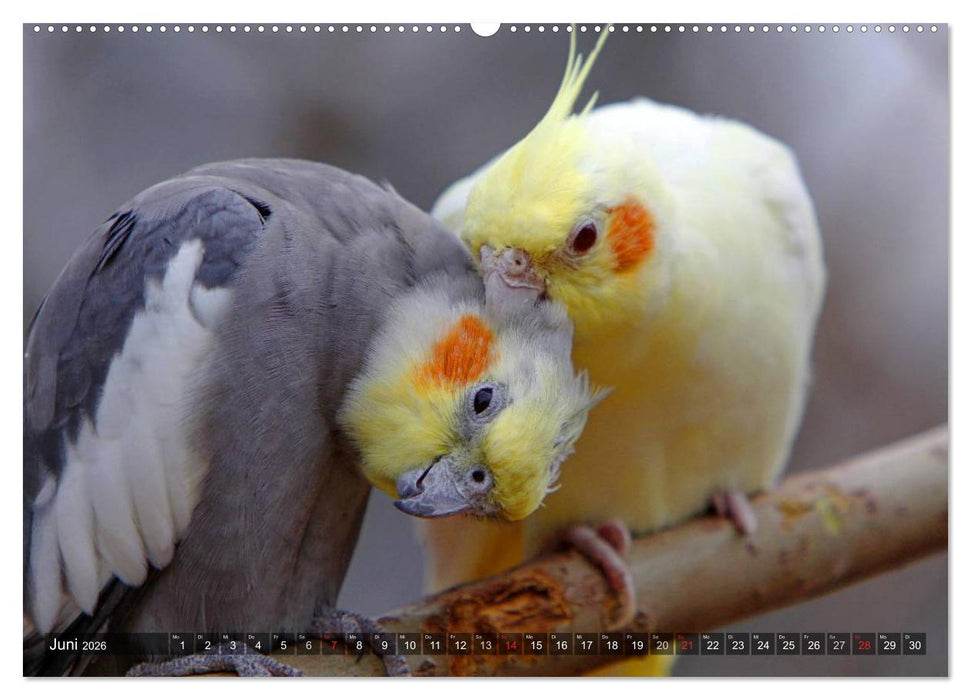 Nymphensittiche (CALVENDO Wandkalender 2026)