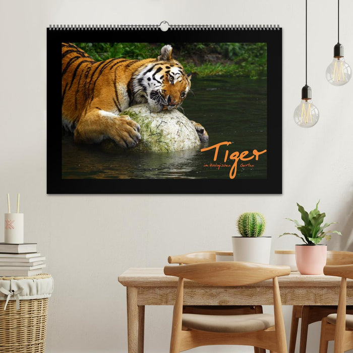 Welt der Katzen - Tiger (CALVENDO Wandkalender 2026)