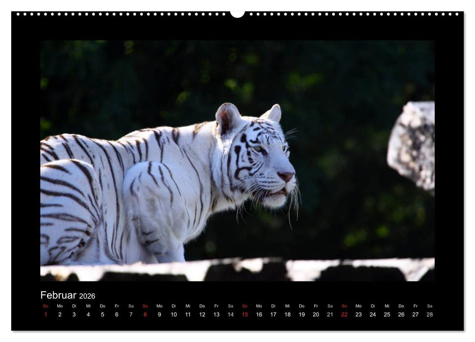 Welt der Katzen - Tiger (CALVENDO Wandkalender 2026)