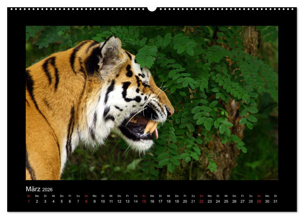 Welt der Katzen - Tiger (CALVENDO Wandkalender 2026)