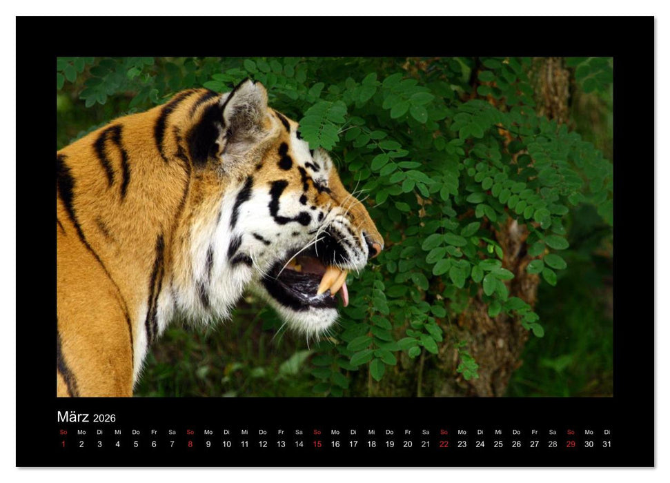 Welt der Katzen - Tiger (CALVENDO Wandkalender 2026)