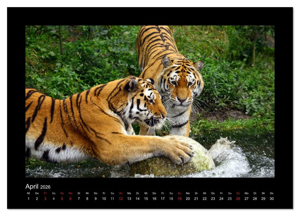 Welt der Katzen - Tiger (CALVENDO Wandkalender 2026)