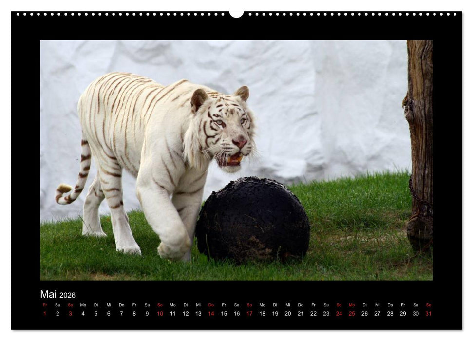 Welt der Katzen - Tiger (CALVENDO Wandkalender 2026)
