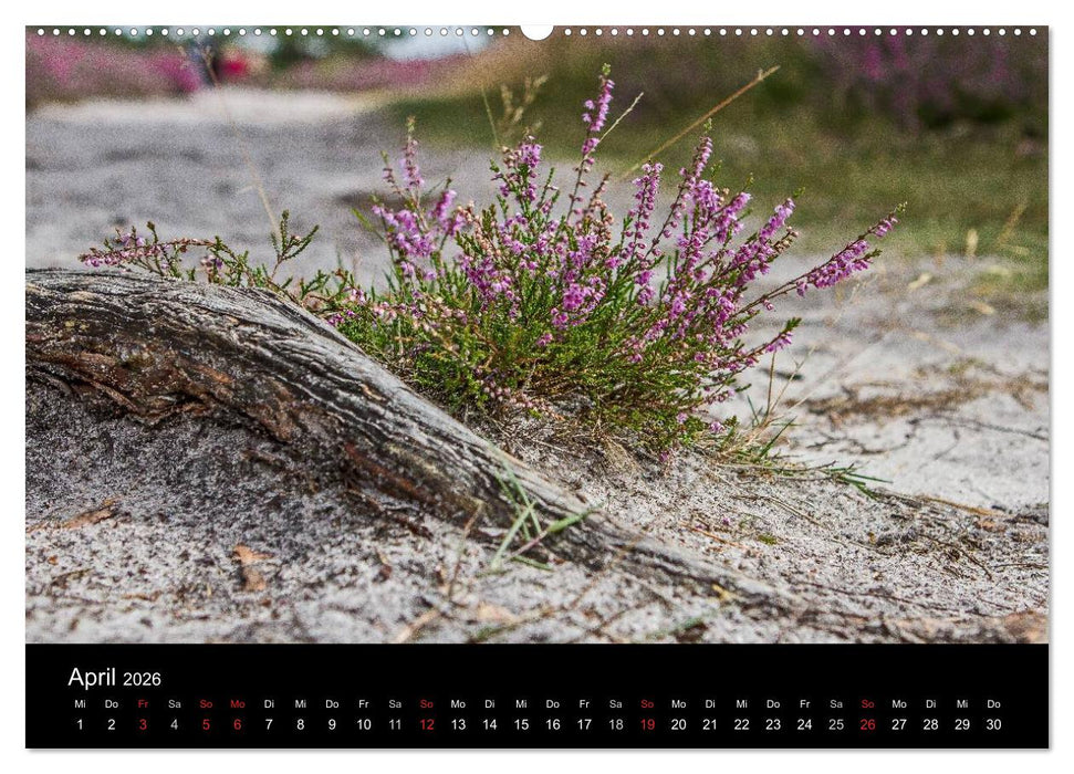 Lüneburger Heide (CALVENDO Wandkalender 2026)