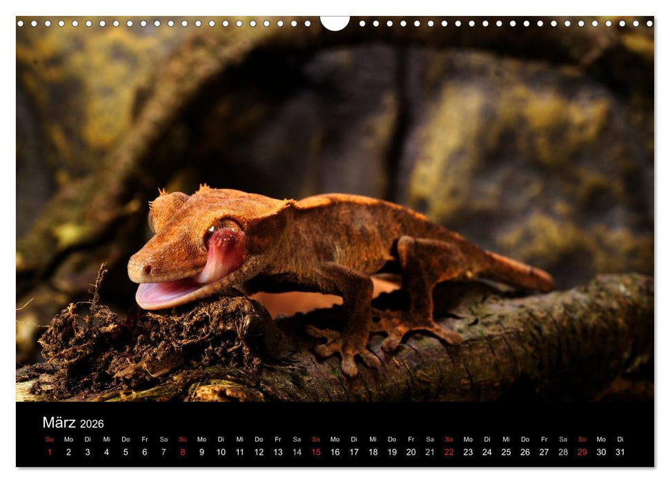 REPTILIEN IM TERRARIUM (CALVENDO Wandkalender 2026)