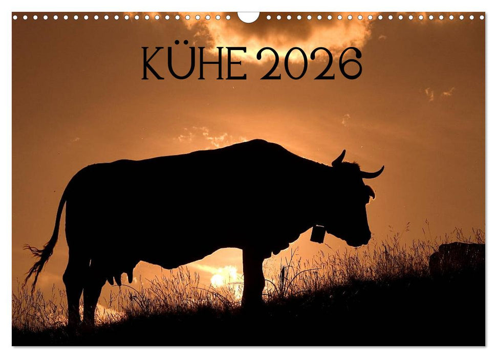 Kühe 2026 (CALVENDO Wandkalender 2026)