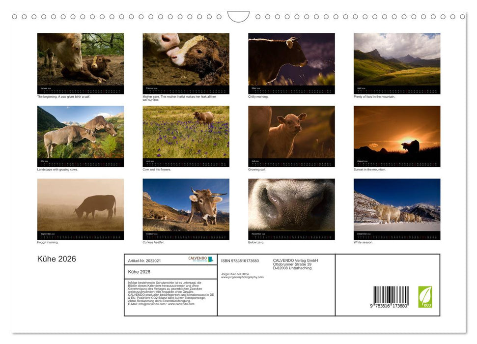 Kühe 2026 (CALVENDO Wandkalender 2026)