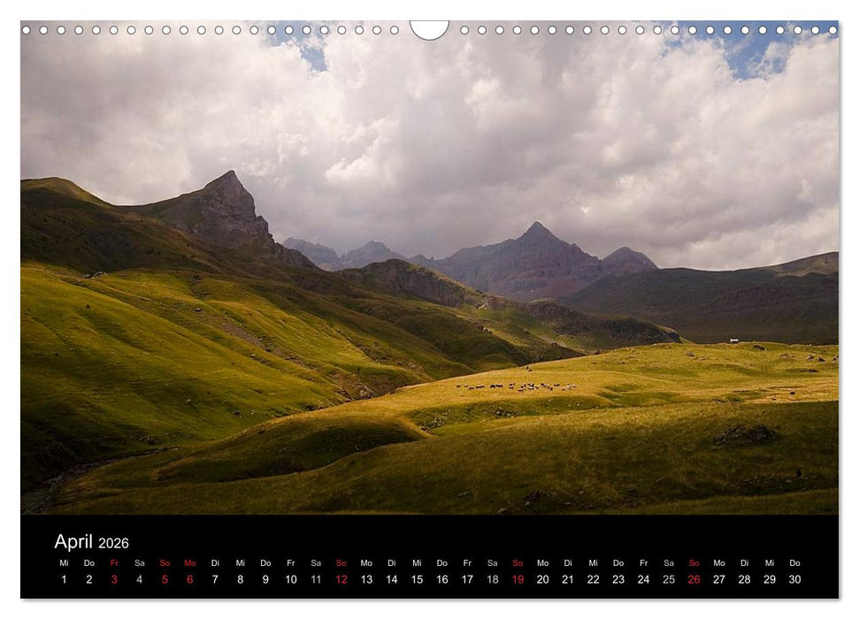 Kühe 2026 (CALVENDO Wandkalender 2026)