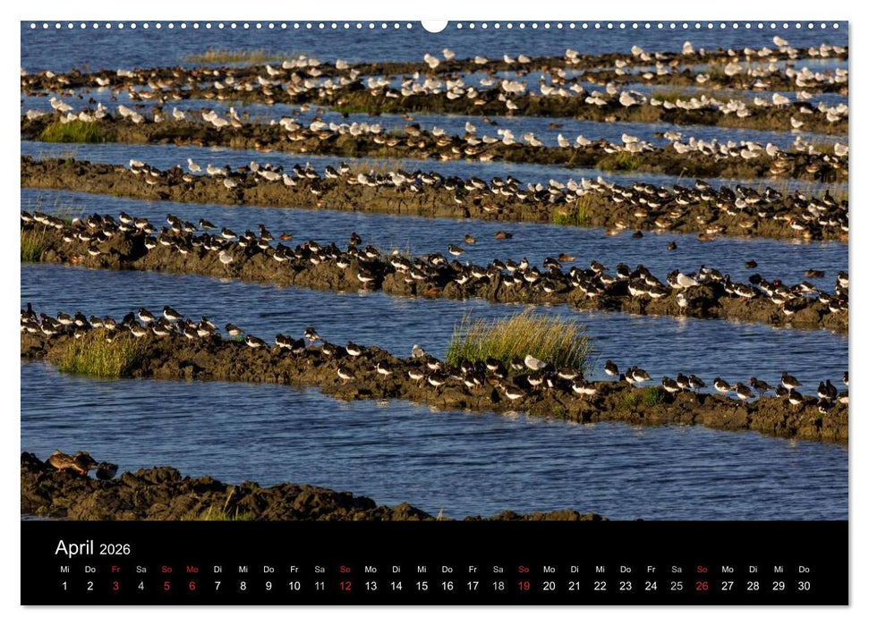 Pellworm 2026 (CALVENDO Premium Wandkalender 2026)