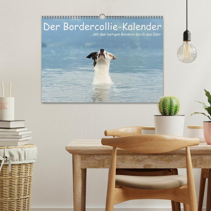 Der Bordercollie-Kalender (CALVENDO Wandkalender 2026)