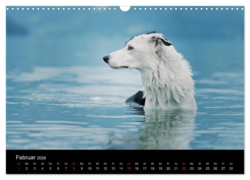 Der Bordercollie-Kalender (CALVENDO Wandkalender 2026)