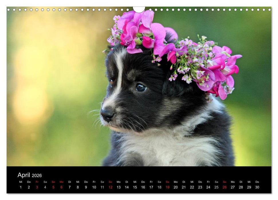 Der Bordercollie-Kalender (CALVENDO Wandkalender 2026)