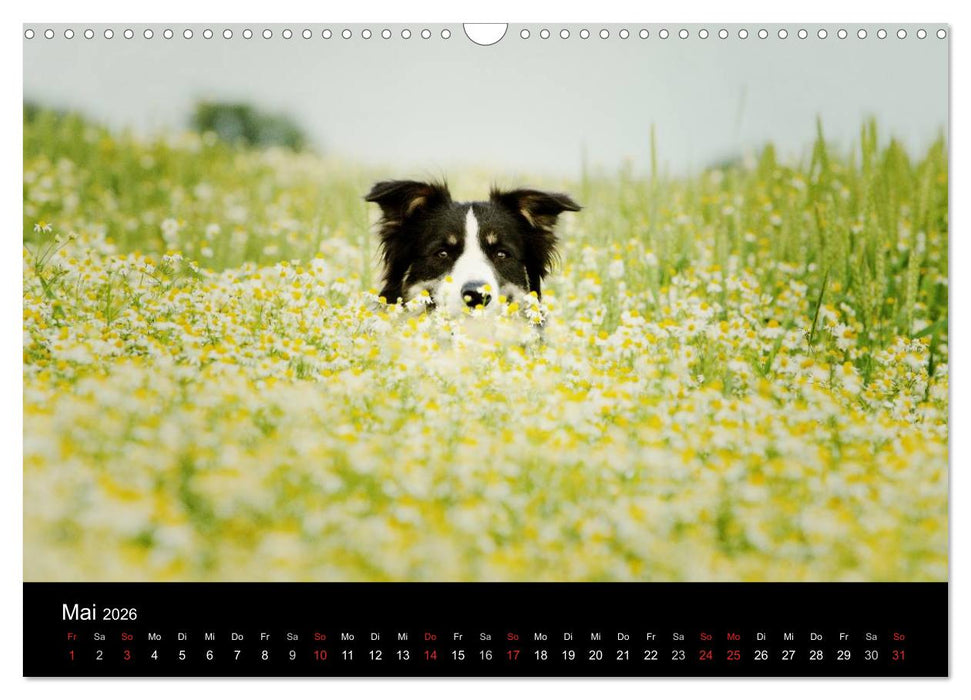 Der Bordercollie-Kalender (CALVENDO Wandkalender 2026)
