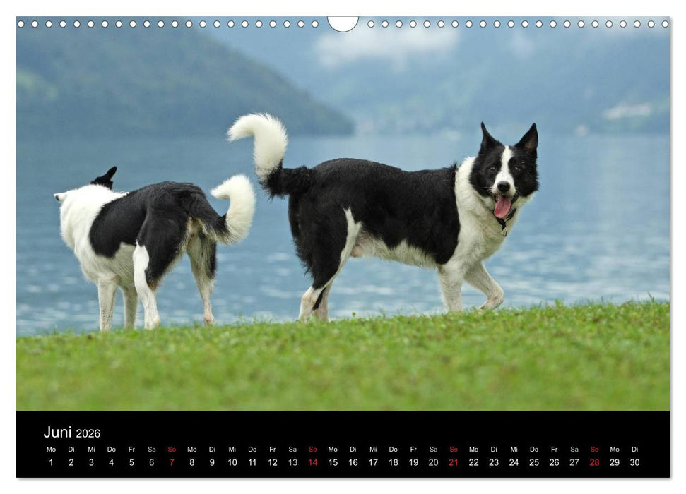 Der Bordercollie-Kalender (CALVENDO Wandkalender 2026)