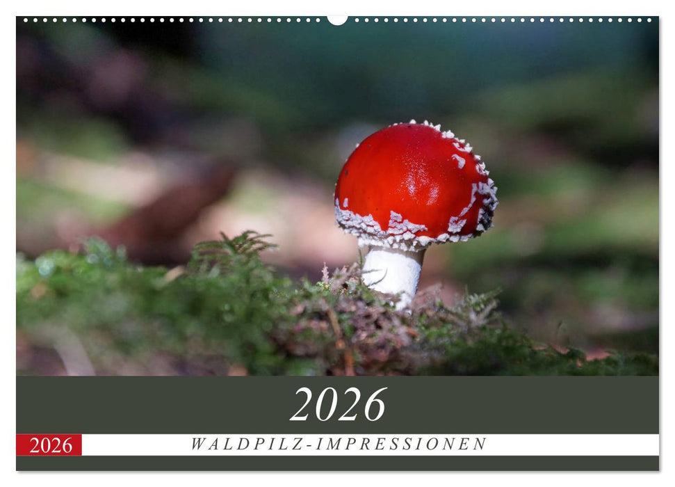 Waldpilz-Impressionen (CALVENDO Wandkalender 2026)