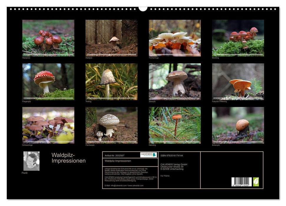Waldpilz-Impressionen (CALVENDO Wandkalender 2026)