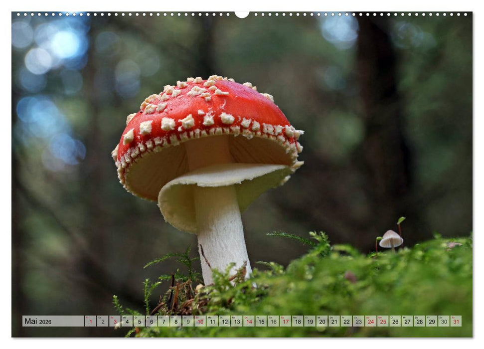 Waldpilz-Impressionen (CALVENDO Wandkalender 2026)