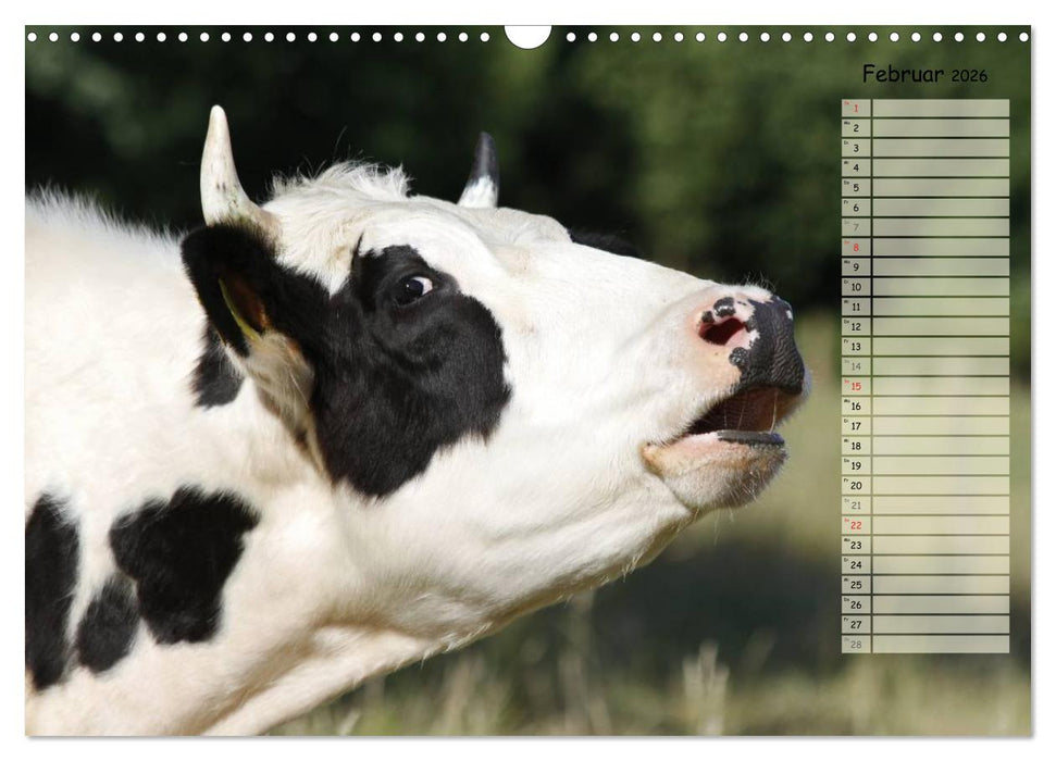 Glückliche Kühe (CALVENDO Wandkalender 2026)
