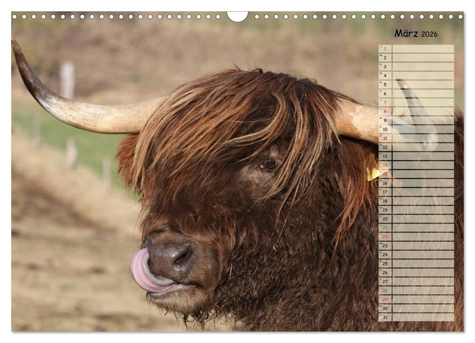 Glückliche Kühe (CALVENDO Wandkalender 2026)