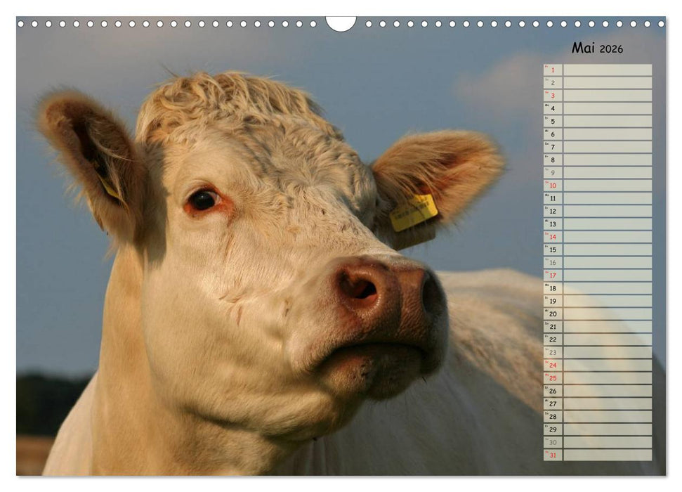 Glückliche Kühe (CALVENDO Wandkalender 2026)