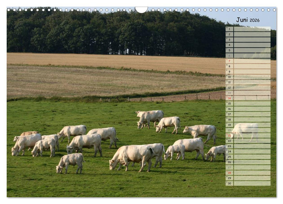 Glückliche Kühe (CALVENDO Wandkalender 2026)