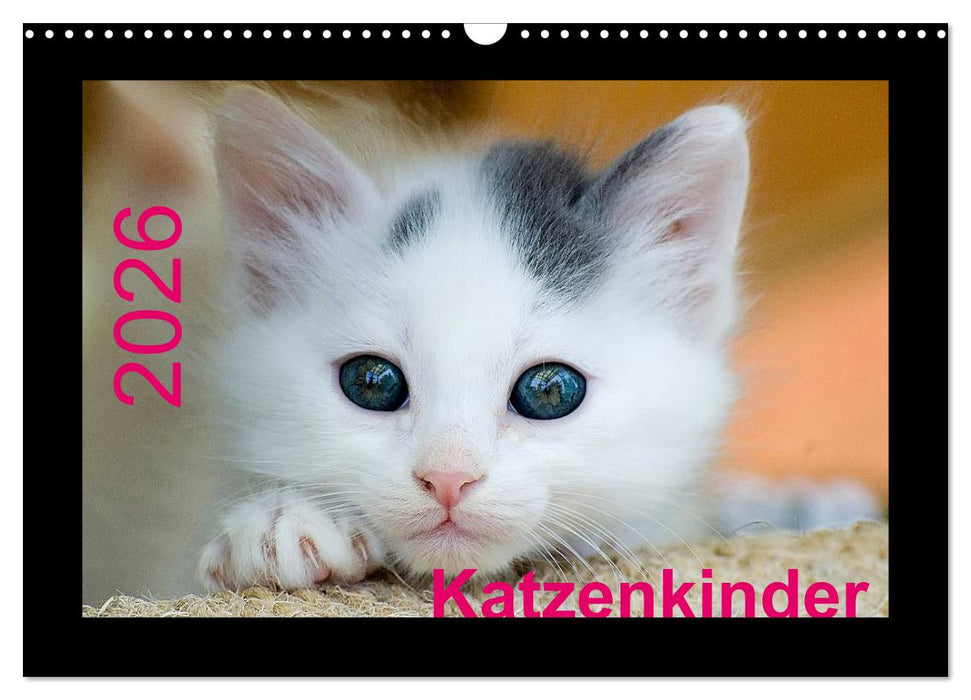 Katzenkinder (CALVENDO Wandkalender 2026)