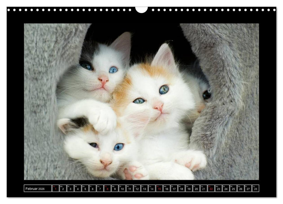 Katzenkinder (CALVENDO Wandkalender 2026)