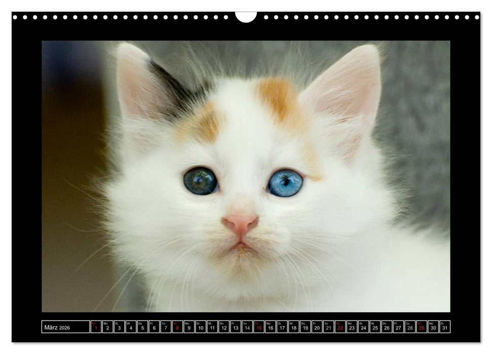 Katzenkinder (CALVENDO Wandkalender 2026)
