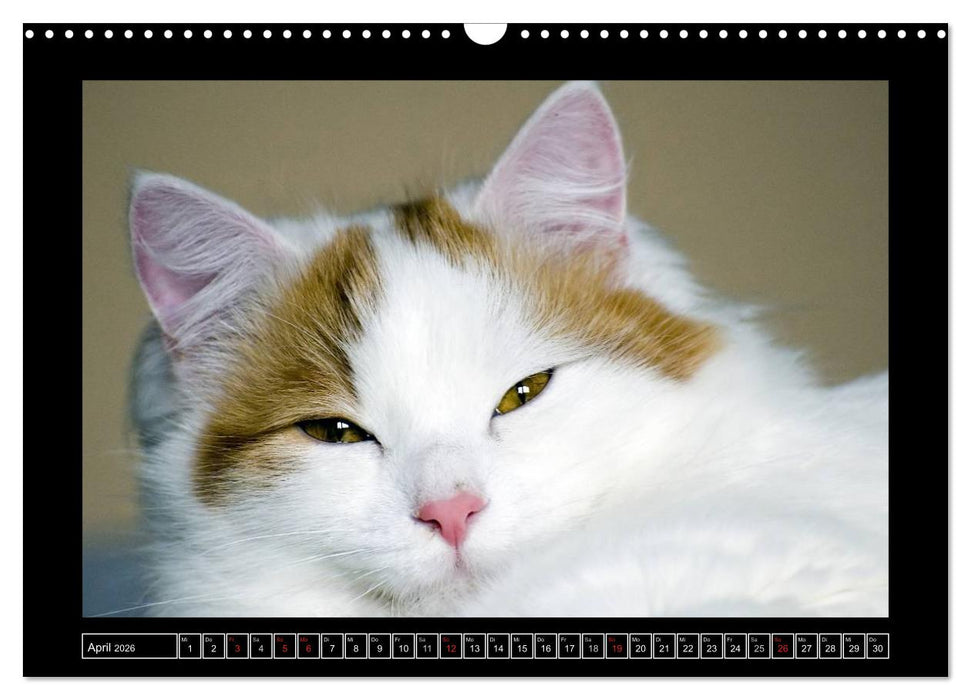 Katzenkinder (CALVENDO Wandkalender 2026)