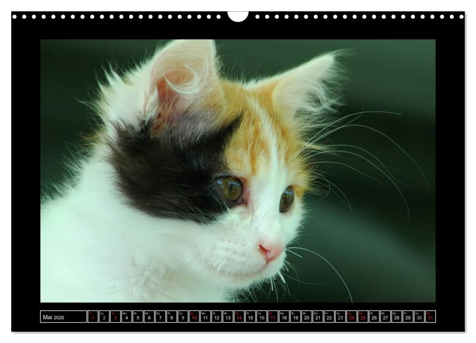 Katzenkinder (CALVENDO Wandkalender 2026)