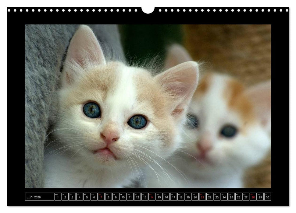 Katzenkinder (CALVENDO Wandkalender 2026)