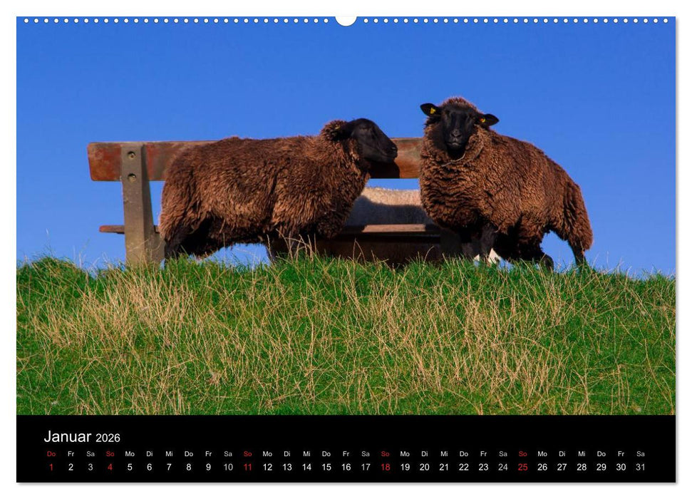 Pellworm 2026 (CALVENDO Wandkalender 2026)