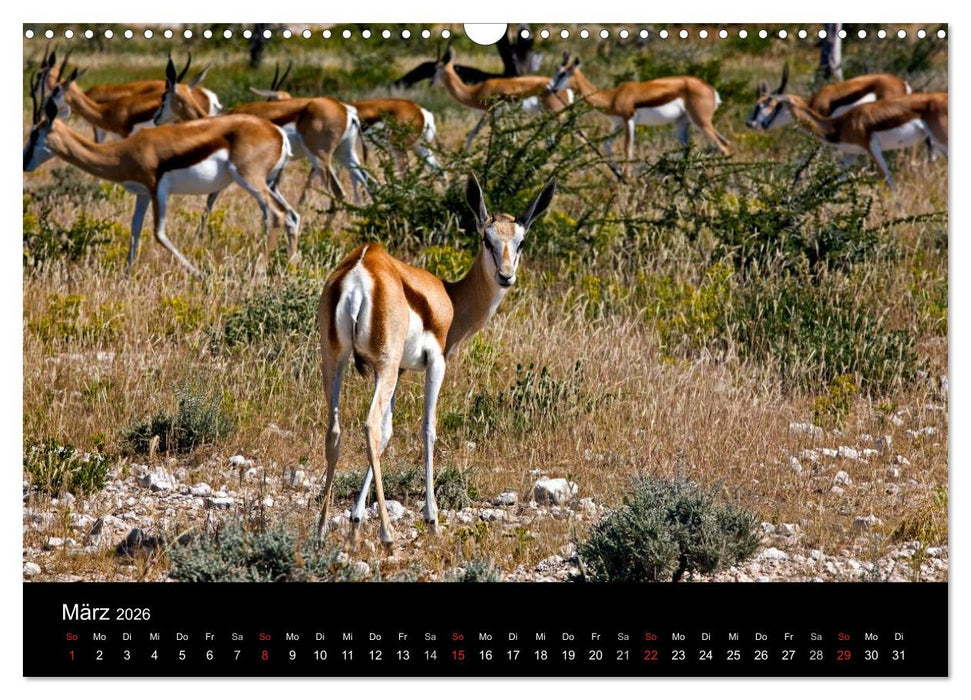 Namibias Tiere: von groß bis klein (CALVENDO Wandkalender 2026)