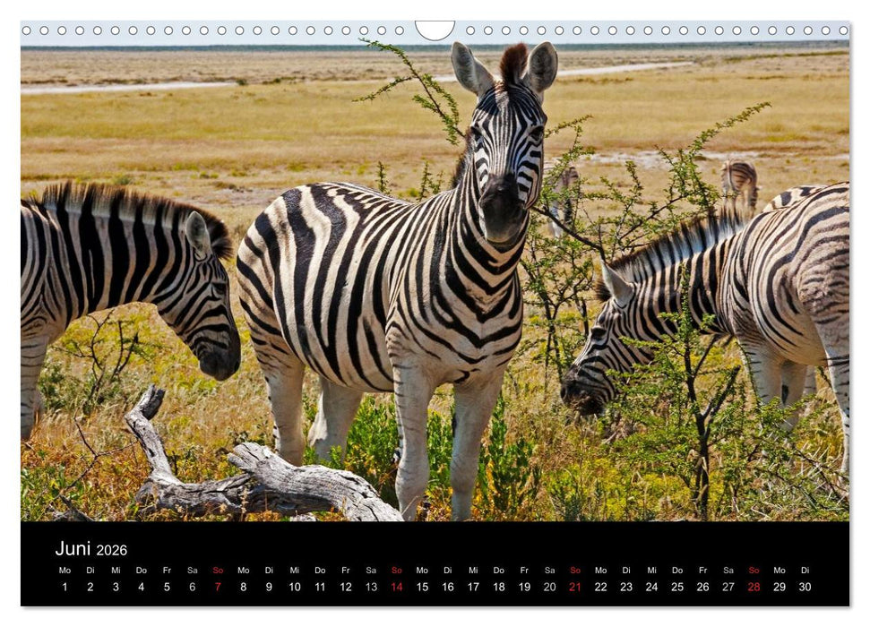 Namibias Tiere: von groß bis klein (CALVENDO Wandkalender 2026)