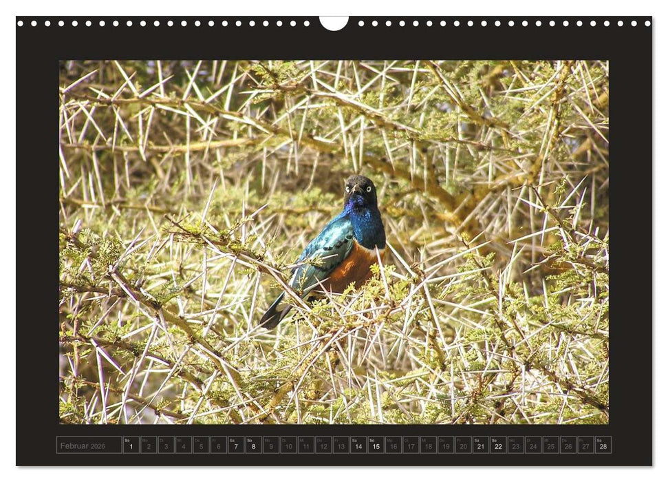 Kenia (CALVENDO Wandkalender 2026)