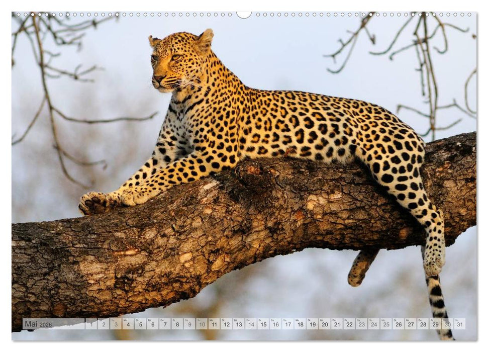 Südafrika Christian Heeb (CALVENDO Premium Wandkalender 2026)