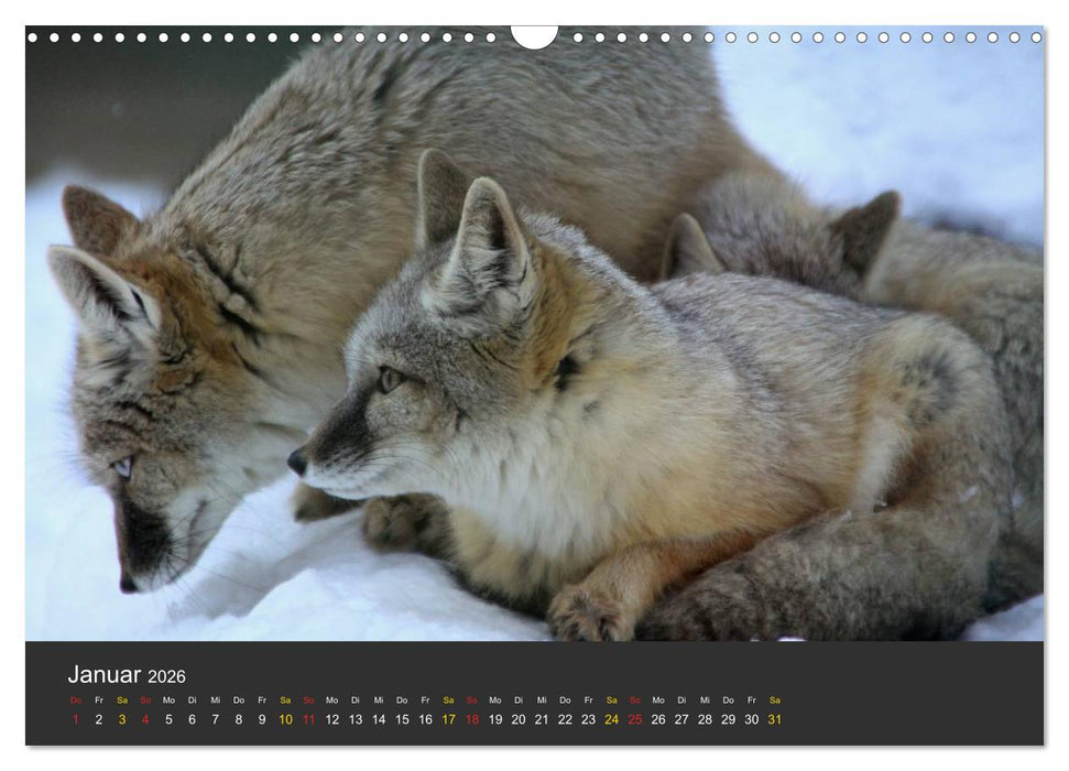 Tierpark-Gera (CALVENDO Wandkalender 2026)