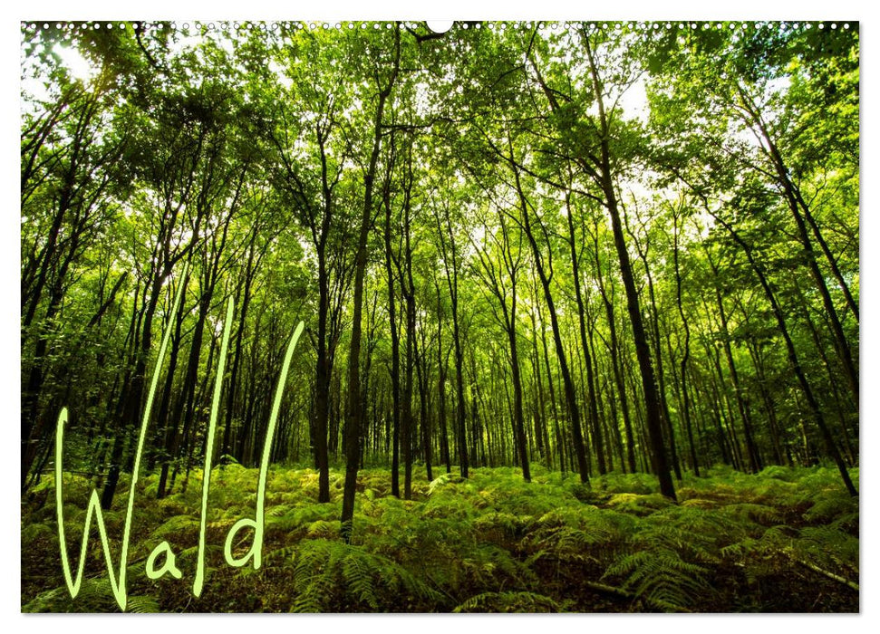 Wald (CALVENDO Wandkalender 2026)