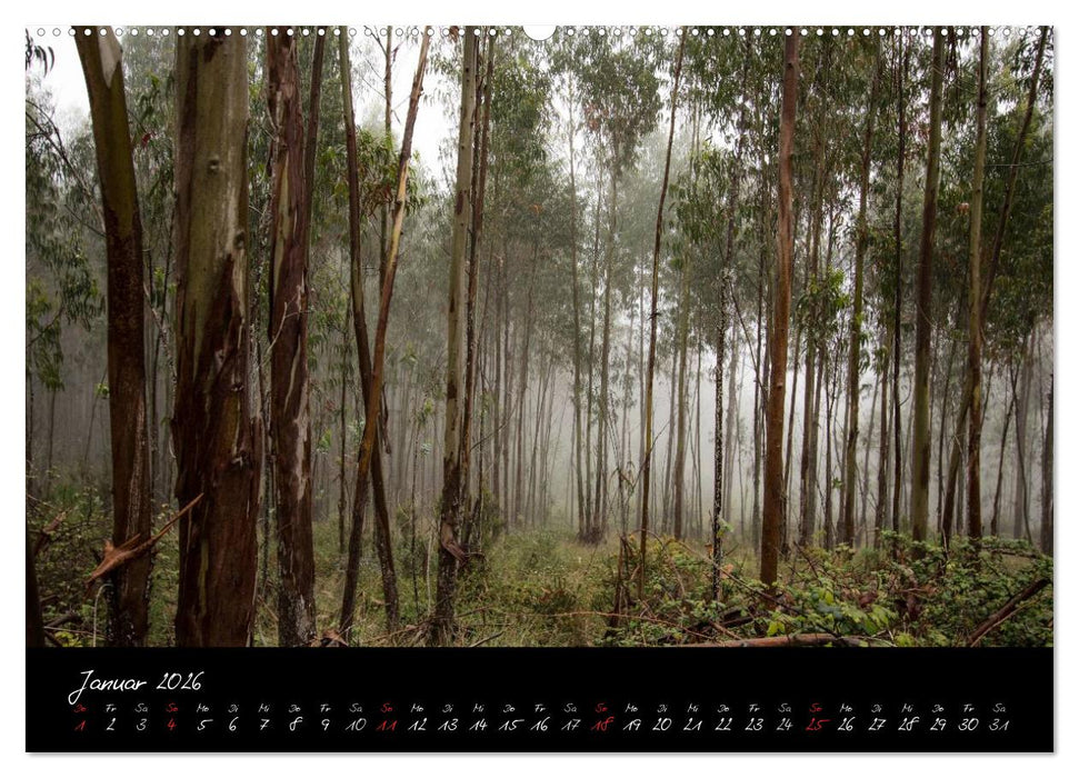 Wald (CALVENDO Wandkalender 2026)