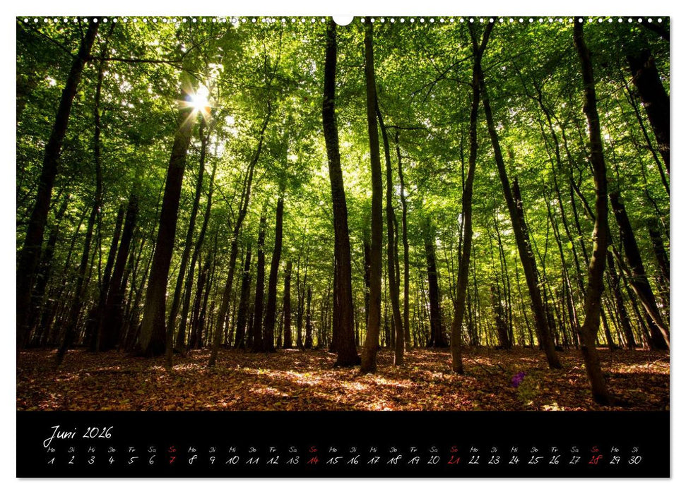Wald (CALVENDO Wandkalender 2026)